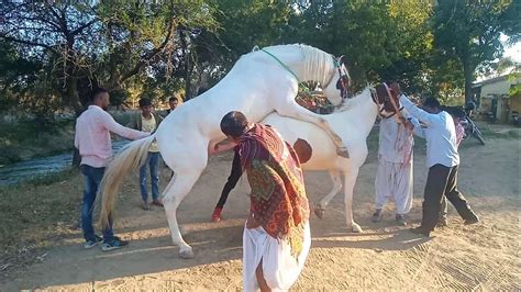 xnxx horse horse|'horse fucking' Search .